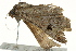  ( - BIOUG02092-C11)  @13 [ ] CreativeCommons - Attribution (2012) CBG Photography Group Centre for Biodiversity Genomics