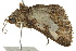 ( - BIOUG02092-D07)  @12 [ ] CreativeCommons - Attribution (2012) CBG Photography Group Centre for Biodiversity Genomics