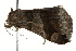  ( - BIOUG02092-D10)  @12 [ ] CreativeCommons - Attribution (2012) CBG Photography Group Centre for Biodiversity Genomics