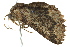  ( - BIOUG02092-E03)  @13 [ ] CreativeCommons - Attribution (2012) CBG Photography Group Centre for Biodiversity Genomics