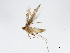  (Leucocercops - BIOUG02090-G04)  @12 [ ] CreativeCommons - Attribution (2012) CBG Photography Group Centre for Biodiversity Genomics