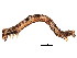  ( - BIOUG02091-E08)  @12 [ ] CreativeCommons - Attribution (2012) CBG Photography Group Centre for Biodiversity Genomics