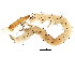  ( - BIOUG02091-E11)  @12 [ ] CreativeCommons - Attribution (2012) CBG Photography Group Centre for Biodiversity Genomics
