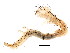  ( - BIOUG02091-E12)  @12 [ ] CreativeCommons - Attribution (2012) CBG Photography Group Centre for Biodiversity Genomics