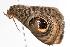  (Calliodes appollina - 2005-TASER-SBP-2372)  @13 [ ] Unspecified (default): All Rights Reserved  Unspecified Unspecified
