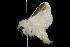  ( - 2006-TASER-SBP-2528)  @12 [ ] Copyright (2010) Unspecified Unspecified