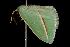  (Acidromodes SM01Tz - 2006-TASER-SBP-2566)  @13 [ ] Copyright (2010) Unspecified Unspecified