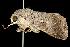  ( - 2006-TASER-SBP-2606)  @13 [ ] Copyright (2010) Unspecified Unspecified