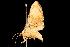  (Coenina dentataria - 2006-TASER-SBP-2634)  @14 [ ] Copyright (2010) Unspecified Unspecified