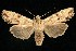  (Lithophane patefacta - 06-JKA-0133)  @14 [ ] CreativeCommons - Attribution (2010) Unspecified Centre for Biodiversity Genomics