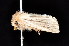  ( - K287614)  @13 [ ] CreativeCommons - Attribution Non-Commercial Share-Alike (2011) Andrew Mitchell Australian Museum