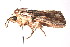  ( - K287625)  @13 [ ] CreativeCommons - Attribution Non-Commercial Share-Alike (2011) Andrew Mitchell Australian Museum