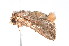 ( - K287626)  @13 [ ] CreativeCommons - Attribution Non-Commercial Share-Alike (2011) Andrew Mitchell Australian Museum