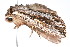  ( - K287627)  @13 [ ] CreativeCommons - Attribution Non-Commercial Share-Alike (2011) Andrew Mitchell Australian Museum