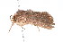  ( - K287639)  @12 [ ] CreativeCommons - Attribution Non-Commercial Share-Alike (2011) Andrew Mitchell Australian Museum