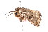  ( - K287644)  @13 [ ] CreativeCommons - Attribution Non-Commercial Share-Alike (2011) Andrew Mitchell Australian Museum