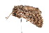  ( - K287645)  @12 [ ] CreativeCommons - Attribution Non-Commercial Share-Alike (2011) Andrew Mitchell Australian Museum