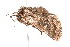  ( - K287648)  @13 [ ] CreativeCommons - Attribution Non-Commercial Share-Alike (2011) Andrew Mitchell Australian Museum