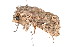  ( - K287649)  @13 [ ] CreativeCommons - Attribution Non-Commercial Share-Alike (2011) Andrew Mitchell Australian Museum