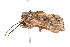  ( - K287650)  @13 [ ] CreativeCommons - Attribution Non-Commercial Share-Alike (2011) Andrew Mitchell Australian Museum