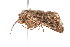  ( - K287652)  @13 [ ] CreativeCommons - Attribution Non-Commercial Share-Alike (2011) Andrew Mitchell Australian Museum