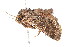  ( - K287653)  @13 [ ] CreativeCommons - Attribution Non-Commercial Share-Alike (2011) Andrew Mitchell Australian Museum