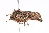  ( - K287654)  @13 [ ] CreativeCommons - Attribution Non-Commercial Share-Alike (2011) Andrew Mitchell Australian Museum