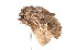  ( - K287655)  @13 [ ] CreativeCommons - Attribution Non-Commercial Share-Alike (2011) Andrew Mitchell Australian Museum