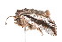  ( - K287657)  @14 [ ] CreativeCommons - Attribution Non-Commercial Share-Alike (2011) Andrew Mitchell Australian Museum