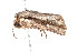  ( - K287658)  @14 [ ] CreativeCommons - Attribution Non-Commercial Share-Alike (2011) Andrew Mitchell Australian Museum