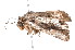  ( - K287659)  @13 [ ] CreativeCommons - Attribution Non-Commercial Share-Alike (2011) Andrew Mitchell Australian Museum