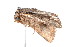  ( - K287662)  @14 [ ] CreativeCommons - Attribution Non-Commercial Share-Alike (2011) Andrew Mitchell Australian Museum