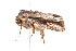  ( - K287663)  @13 [ ] CreativeCommons - Attribution Non-Commercial Share-Alike (2011) Andrew Mitchell Australian Museum
