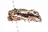  ( - K287665)  @13 [ ] CreativeCommons - Attribution Non-Commercial Share-Alike (2011) Andrew Mitchell Australian Museum