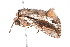  ( - K287668)  @13 [ ] CreativeCommons - Attribution Non-Commercial Share-Alike (2011) Andrew Mitchell Australian Museum