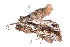  ( - K287670)  @13 [ ] CreativeCommons - Attribution Non-Commercial Share-Alike (2011) Andrew Mitchell Australian Museum