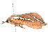  ( - K287764)  @13 [ ] CreativeCommons - Attribution Non-Commercial Share-Alike (2011) Andrew Mitchell Australian Museum