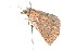  ( - K287816)  @12 [ ] CreativeCommons - Attribution Non-Commercial Share-Alike (2011) Andrew Mitchell Australian Museum