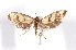  ( - K287923)  @13 [ ] CreativeCommons - Attribution Non-Commercial Share-Alike (2011) Andrew Mitchell Australian Museum
