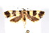  ( - K287928)  @12 [ ] CreativeCommons - Attribution Non-Commercial Share-Alike (2011) Andrew Mitchell Australian Museum