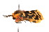  ( - K290838)  @13 [ ] CreativeCommons - Attribution Non-Commercial Share-Alike (2011) Andrew Mitchell Australian Museum