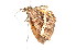  ( - K290843)  @13 [ ] CreativeCommons - Attribution Non-Commercial Share-Alike (2011) Andrew Mitchell Australian Museum