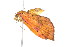  ( - K290844)  @12 [ ] CreativeCommons - Attribution Non-Commercial Share-Alike (2011) Andrew Mitchell Australian Museum