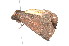  ( - K291297)  @12 [ ] CreativeCommons - Attribution Non-Commercial Share-Alike (2011) Andrew Mitchell Australian Museum