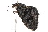  (Xanthorhoe anthracinata - K291309)  @14 [ ] CreativeCommons - Attribution Non-Commercial Share-Alike (2011) Andrew Mitchell Australian Museum