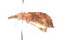  ( - K291318)  @12 [ ] CreativeCommons - Attribution Non-Commercial Share-Alike (2011) Andrew Mitchell Australian Museum