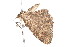  ( - K291341)  @13 [ ] CreativeCommons - Attribution Non-Commercial Share-Alike (2011) Andrew Mitchell Australian Museum