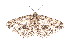  ( - K291354)  @12 [ ] CreativeCommons - Attribution Non-Commercial Share-Alike (2011) Andrew Mitchell Australian Museum