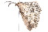  ( - K291356)  @12 [ ] CreativeCommons - Attribution Non-Commercial Share-Alike (2011) Andrew Mitchell Australian Museum