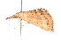  ( - K291367)  @12 [ ] CreativeCommons - Attribution Non-Commercial Share-Alike (2011) Andrew Mitchell Australian Museum